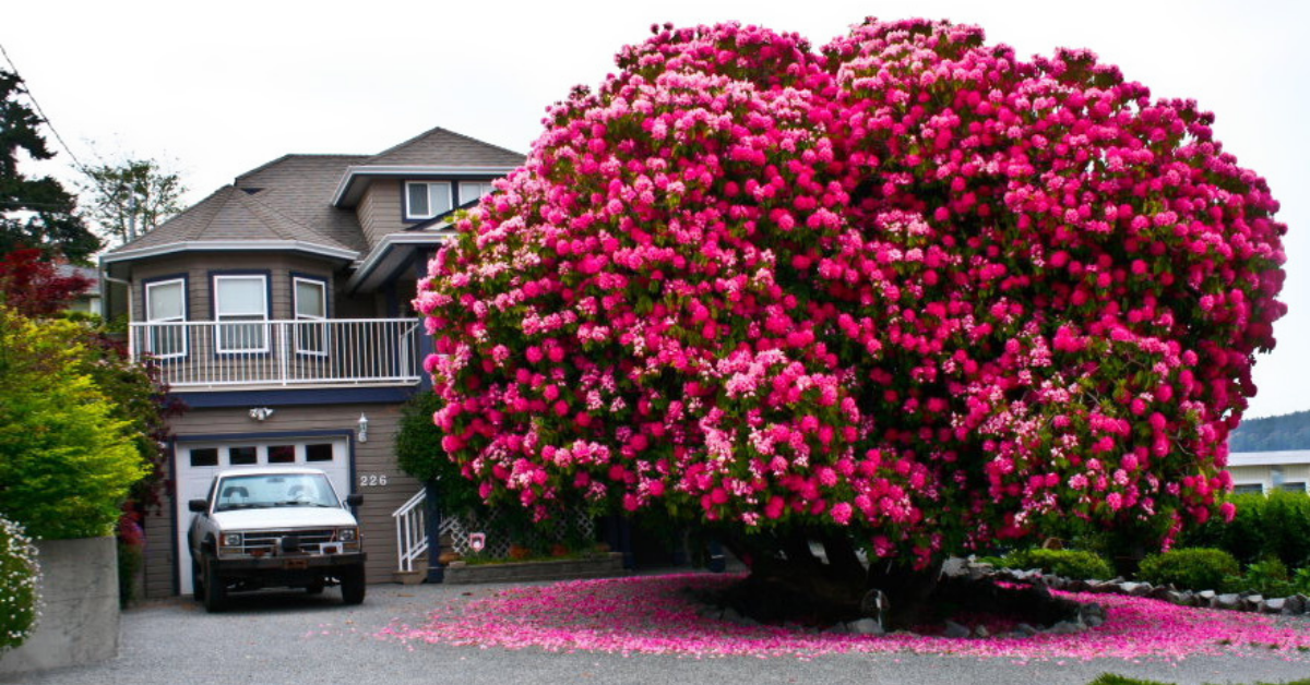 14 Of The Most Stunning Trees In The World