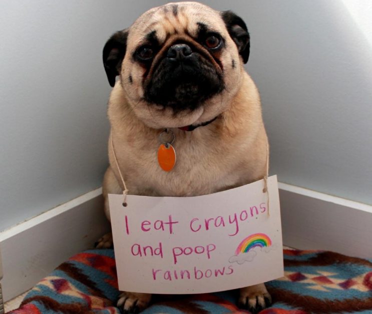 14 Shameful Dogs Who Have Been Caught Misbehaving