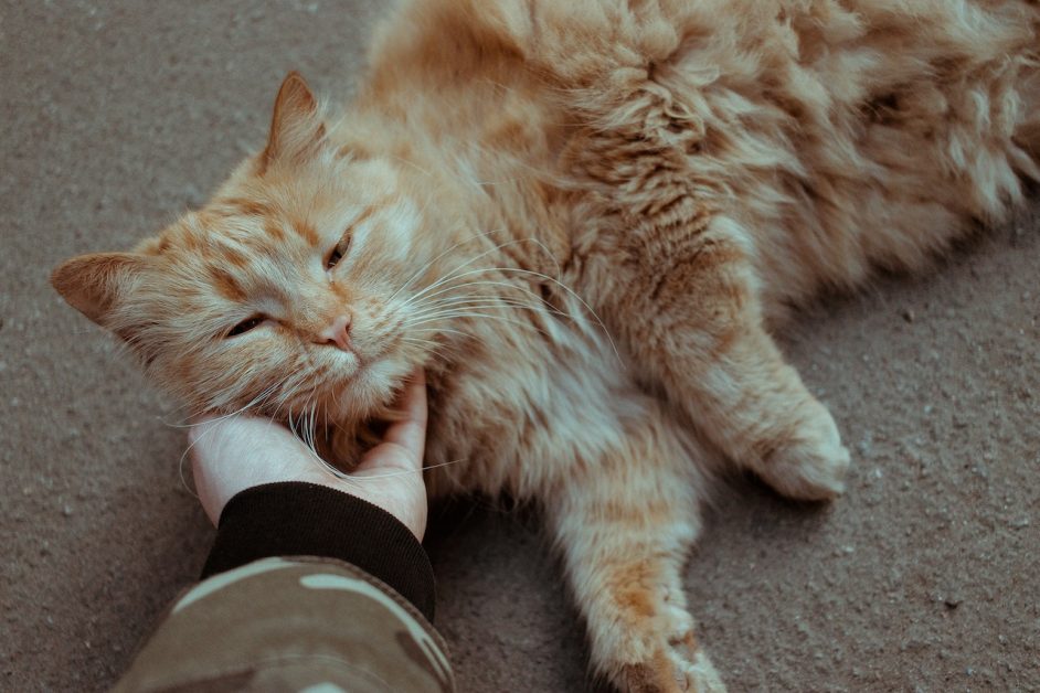 3 Tips for Calming Your Anxious Cat When Moving to a New Home